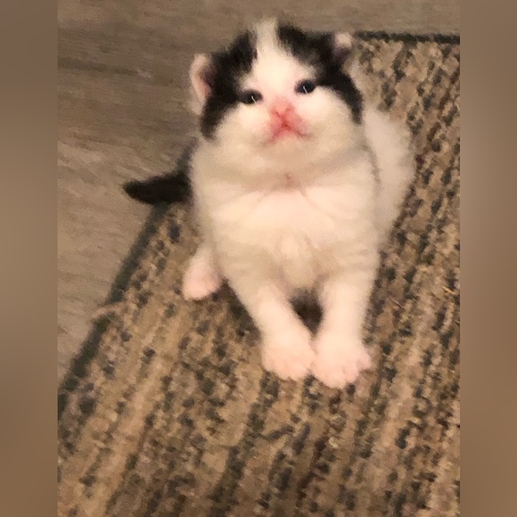 ๐ซ Meet the Posherโจ - Picture 4 of 4